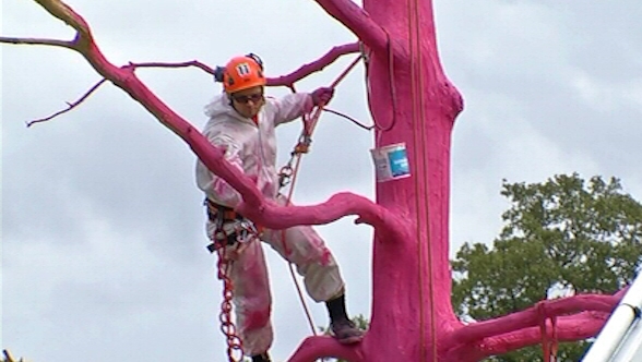 Saaremaal demonstreerib roosa puu loodusliku võra ilu